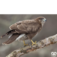 گونه سارگپه استپی Common Buzzard